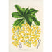 Berberis Jamesonii - Charles Antoine Lemaire — artwork view