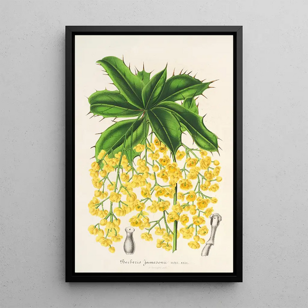 Berberis Jamesonii - Charles Antoine Lemaire — framed artwork on a wall