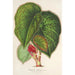 Reproduction of the painting Bégonia dadalea painting - Charles Antoine Lemaire