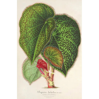 Charles Antoine Lemaire - Bgonia ddalea.webp