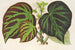 Begonia Imperial Type - Charles Antoine Lemaire — artwork view