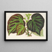Begonia Imperial Type - Charles Antoine Lemaire — framed artwork on a wall