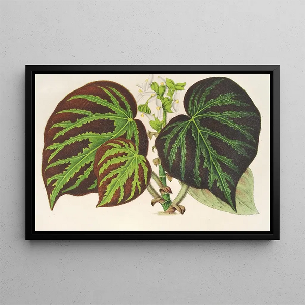Begonia Imperial Type - Charles Antoine Lemaire — framed artwork on a wall