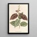 Reproduction of the painting Bignonia argyreoviolascens - Charles Antoine Lemaire