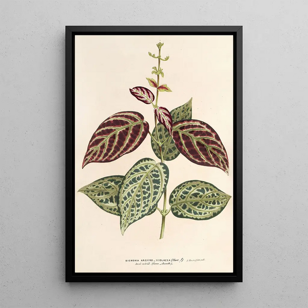 Reproduction of the painting Bignonia argyreoviolascens - Charles Antoine Lemaire