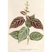 Reproduction of the painting Bignonia argyreoviolascens - Charles Antoine Lemaire