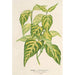 Bignonia picta - Charles Antoine Lemaire — artwork view