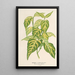 Bignonia picta - Charles Antoine Lemaire — framed artwork on a wall
