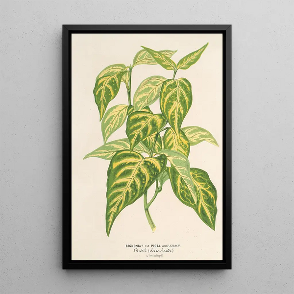 Bignonia picta - Charles Antoine Lemaire — framed artwork on a wall
