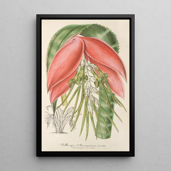 Reproduction of the painting Billbergia Baraquiniana - Charles Antoine Lemaire