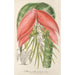 Reproduction of the painting Billbergia Baraquiniana - Charles Antoine Lemaire