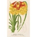 Blandfordia Cunninghamii - Charles Antoine Lemaire — artwork view