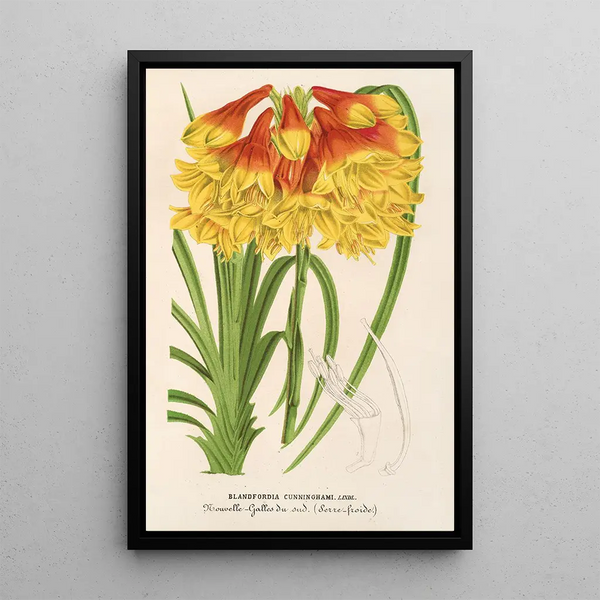 Blandfordia Cunninghamii - Charles Antoine Lemaire — framed artwork on a wall