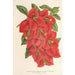 Bougainvillea spectabilis - Charles Antoine Lemaire — artwork view