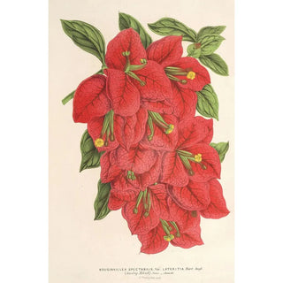 Charles Antoine Lemaire - Bougainvillea spectabilis.webp