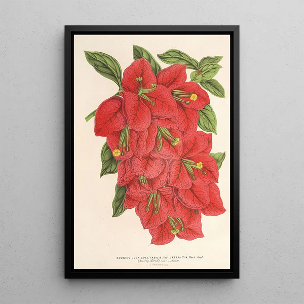 Bougainvillea spectabilis - Charles Antoine Lemaire — framed artwork on a wall