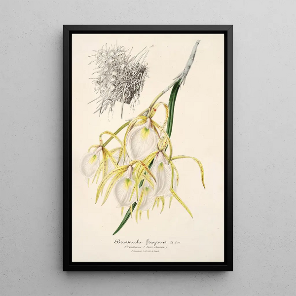 Reproduction of the painting Brassavola fragrans - Charles Antoine Lemaire