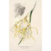 Reproduction of the painting Brassavola fragrans - Charles Antoine Lemaire
