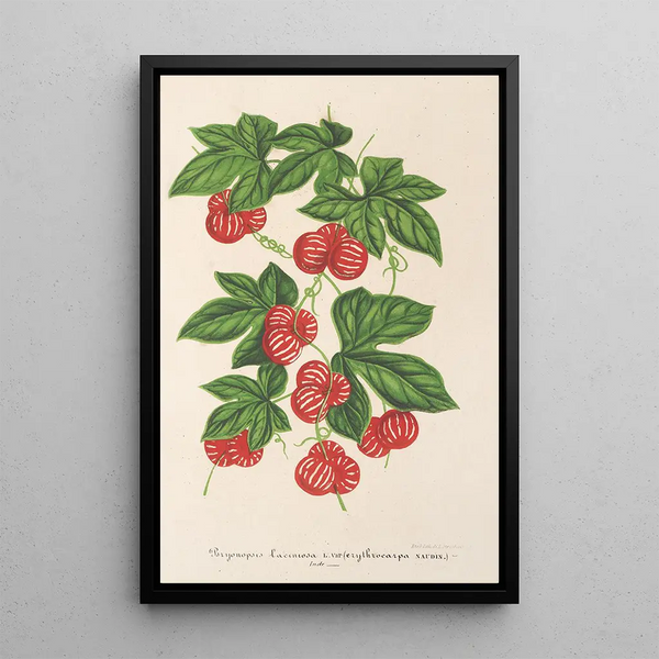 Reproduction of the painting Bryonopsis laciniata var erythrocarpa - Charles Antoine Lemaire