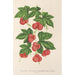 Reproduction of the painting Bryonopsis laciniata var erythrocarpa - Charles Antoine Lemaire