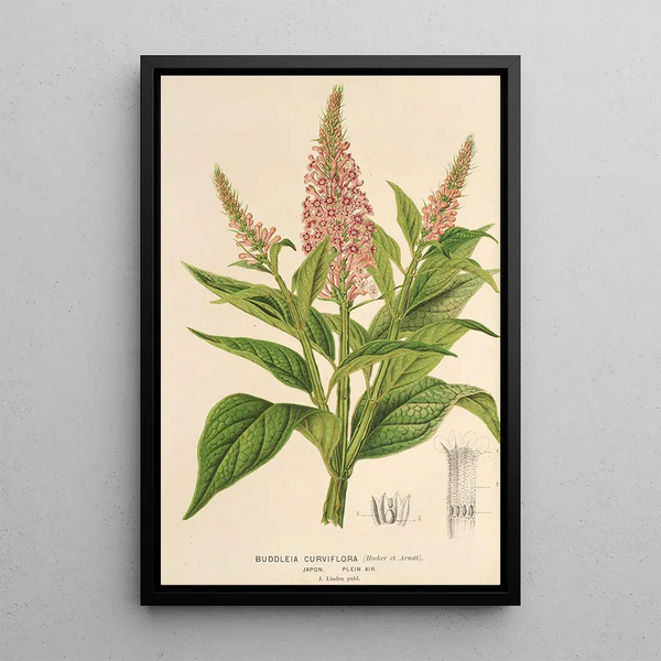 Buddleia curviflora - Charles Antoine Lemaire — framed artwork on a wall