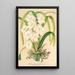 Reproduction of the painting Burlingtonia venusta - Charles Antoine Lemaire