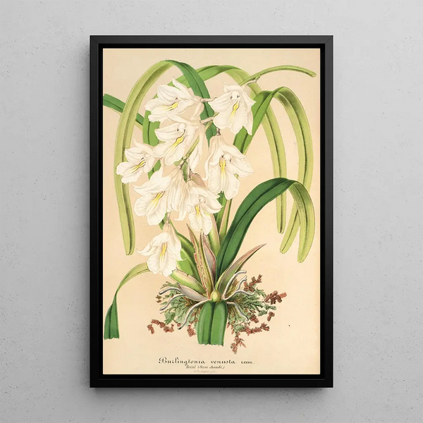 Reproduction of the painting Burlingtonia venusta - Charles Antoine Lemaire