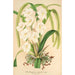 Reproduction of the painting Burlingtonia venusta - Charles Antoine Lemaire
