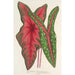 Caladium Baraquinii Troubetzkoy - Charles Antoine Lemaire — artwork view
