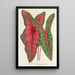 Caladium Baraquinii Troubetzkoy - Charles Antoine Lemaire — framed artwork on a wall