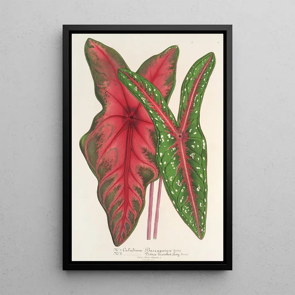 Caladium Baraquinii Troubetzkoy - Charles Antoine Lemaire — framed artwork on a wall