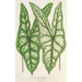 Caladium Belleymei - Charles Antoine Lemaire — artwork view
