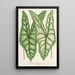 Caladium Belleymei - Charles Antoine Lemaire — framed artwork on a wall