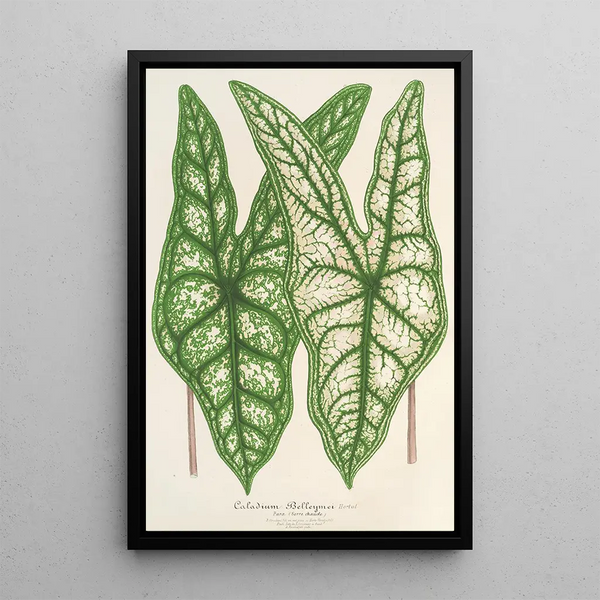 Caladium Belleymei - Charles Antoine Lemaire — framed artwork on a wall