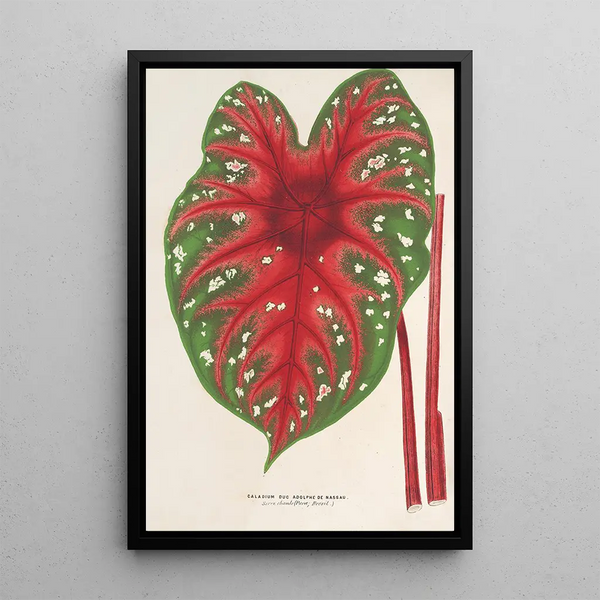 Reproduction of the painting Caladium Duc Adolphe de Nassau - Charles Antoine Lemaire