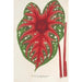 Reproduction of the painting Caladium Duc Adolphe de Nassau - Charles Antoine Lemaire