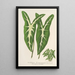 Caladium Lemaireanum - Charles Antoine Lemaire — framed artwork on a wall