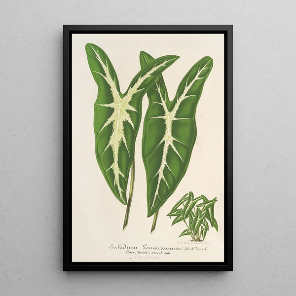 Caladium Lemaireanum - Charles Antoine Lemaire — framed artwork on a wall