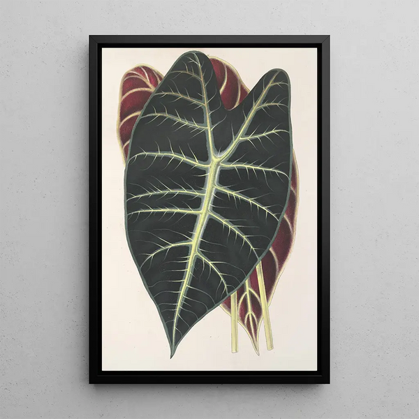 Reproduction of the painting Caladium Lowii - Charles Antoine Lemaire