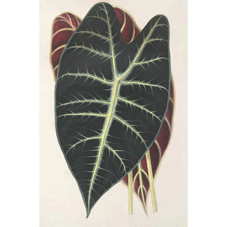 Charles Antoine Lemaire - Caladium Lowii.webp