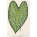 Caladium mirabile - Charles Antoine Lemaire — artwork view