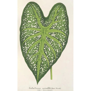 Charles Antoine Lemaire - Caladium mirabile.webp