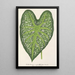 Caladium mirabile - Charles Antoine Lemaire — framed artwork on a wall