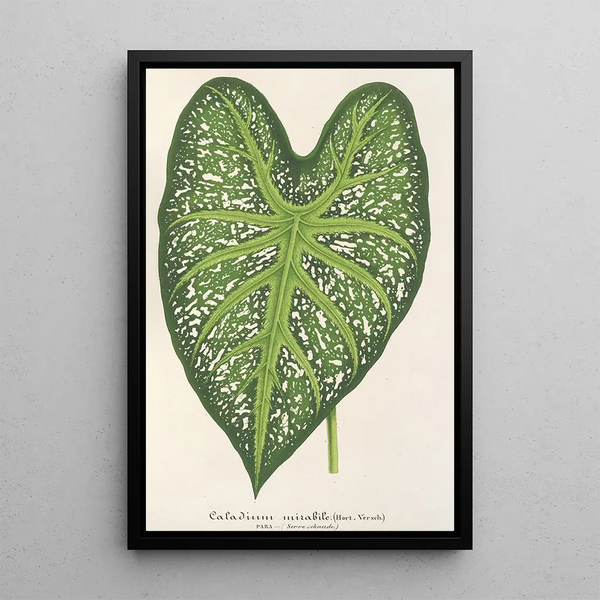 Caladium mirabile - Charles Antoine Lemaire — framed artwork on a wall