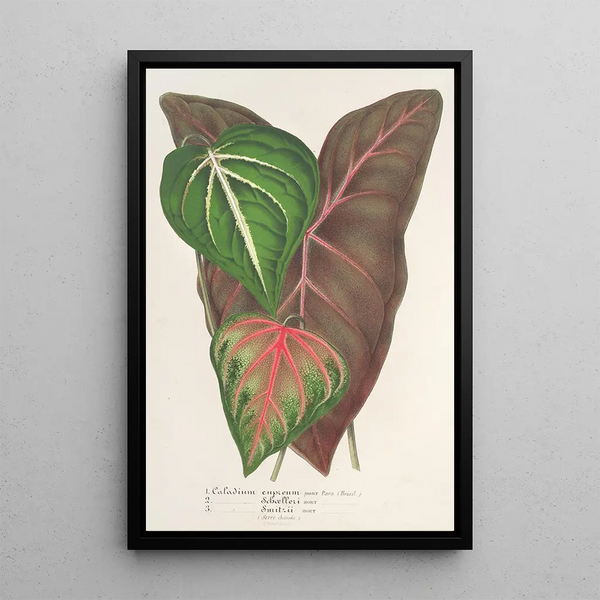 Reproduction of the painting Caladium varits - Charles Antoine Lemaire