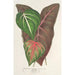 Reproduction of the painting Caladium varits - Charles Antoine Lemaire