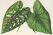 Caladium, new varieties or species of - Charles Antoine Lemaire — artwork view