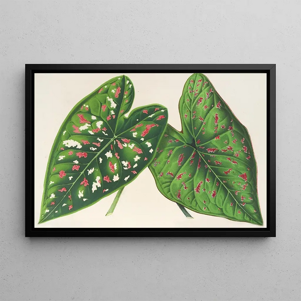 Caladium, new varieties or species of - Charles Antoine Lemaire — framed artwork on a wall