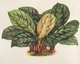 Calathea Maranta hiéroglyphic - Charles Antoine Lemaire — artwork view