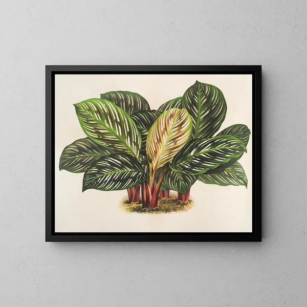 Calathea Maranta hiéroglyphic - Charles Antoine Lemaire — framed artwork on a wall